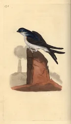 Hirondelle de fenêtre, Delichon urbicum, perchée au sommet d