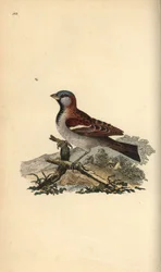 Moineau domestique, Pour domesticus