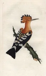 Huppe fasciée, Upupa epops