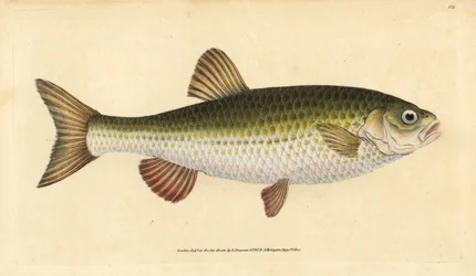 Ides, Leuciscus idus