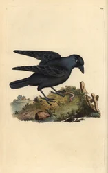 Choucas des tours, Corvus monedula, avec ver