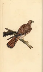Faucon crécerelle, Falco tinnunculus, femelle