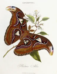 Lépidoptères : Phaloena Atlas, 1798-1799