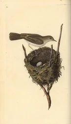 Fauvette babillarde, Sylvia communis, avec nid et œuf. Gravure à la main en cuivre dessinée et gravée par Edward Donovan de son propre "Histoire naturelle des oiseaux britanniques," Londres