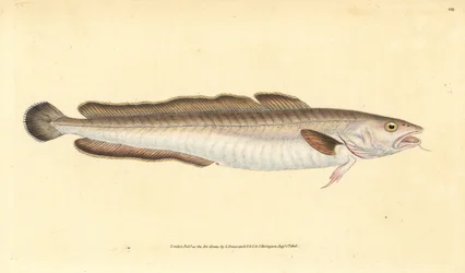Lingue, Molva molva. Gravure à la main en cuivre dessinée et gravée par Edward Donovan de son Histoire naturelle des poissons britanniques, Donovan et F.C. et J. Rivington, Londres