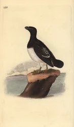 Petit pingouin ou mergule nain (femelle), All alle