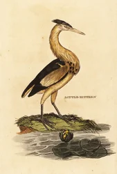 Blongios nain, Ixobrychus minutus