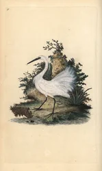 Aigrette garzette. Gravure à la main par Edward Donovan de son Histoire naturelle des oiseaux britanniques