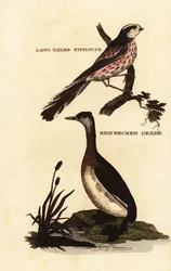 Mésange à longue queue, Aegithalos caudatus, et grèbe jougris, Podiceps grisegena