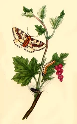 Magpie ou Phalène du groseillier : Phalaena grossulariata