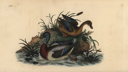 Canards colverts, Anas platyrhynchos, couple mâle et femelle