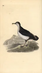 Puffin des Anglais, Puffinus puffinus