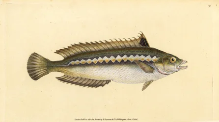 Girelle paon, Coris julis