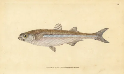 Athérine, Atherina hepsetus. Gravure à la main en cuivre dessinée et gravée par Edward Donovan de son Histoire naturelle des poissons britanniques, Donovan et F.C. et J. Rivington, Londres