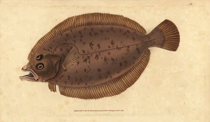 Cardine, Lepidorhombus whiffiagonis (Pleuronectes megastoma). Gravure à la main en cuivre dessinée et gravée par Edward Donovan de son Histoire naturelle des poissons britanniques, Donovan et F.C. et J. Rivington, Londres