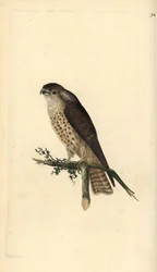 Faucon émerillon, Falco columbarius