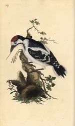 Pic mar, Dendrocopos medius. Gravure à la main en cuivre dessinée et gravée par Edward Donovan de son propre « Histoire naturelle des oiseaux britanniques », Londres
