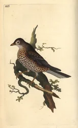 Grive draine, Turdus viscivorus