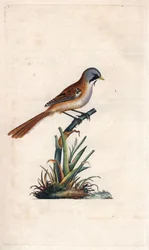 Mésange à moustaches. Gravure sur cuivre par Edward Donovan, publiée dans Histoire naturelle des oiseaux britanniques