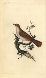 Rossignol, Luscinia megarhynchos. Gravure à la main en cuivre dessinée et gravée par Edward Donovan de son propre « Histoire naturelle des oiseaux britanniques », Londres