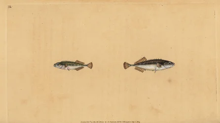 Épinoche à neuf épines, Pungitius pungitius. Gravure à la main par Edward Donovan de son Histoire naturelle des poissons britanniques