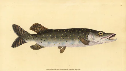 Brochet, Esox lucius
