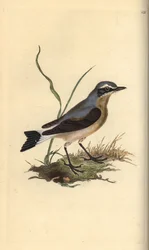 Traquet motteux, Oenanthe oenanthe. Gravure à la main en cuivre dessinée et gravée par Edward Donovan de son propre « Histoire naturelle des oiseaux britanniques », Londres