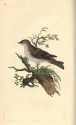 Fauvette orphée, Sylvia hydrtensis, ou fauvette à tête noire. Gravure à la main en cuivre dessinée et gravée par Edward Donovan de son propre "Histoire naturelle des oiseaux britanniques," Londres