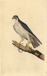 Faucon pèlerin, Falco peregrinus, enchaîné à une branche. Gravure à la main en cuivre dessinée et gravée par Edward Donovan de son propre "Histoire naturelle des oiseaux britanniques," Londres