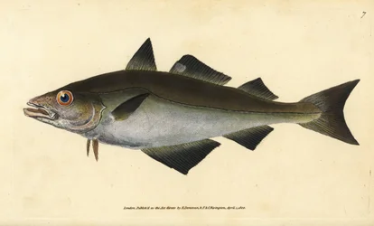Lieu jaune, Pollachius pollachius