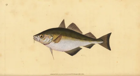 Tacaud, Trisopterus luscus. Gravure à la main par Edward Donovan de son Histoire naturelle des poissons britanniques