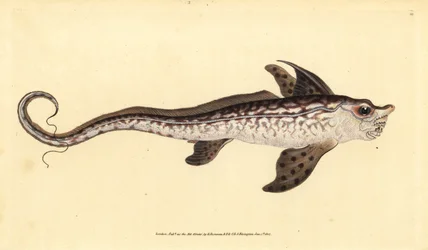 Poisson-lapin ou monstre marin, Chimaera monstrosa. Gravure à la main par Edward Donovan de son Histoire naturelle des poissons britanniques