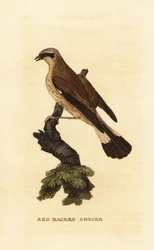 Pie-grièche écorcheur, Lanius collurio