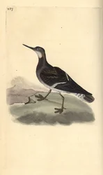 Phalarope à bec étroit, Phalaropus lobatus