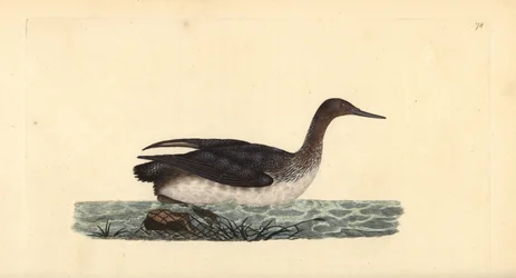 Plongeon catmarin. Gravure à la main par Edward Donovan de son Histoire naturelle des oiseaux britanniques