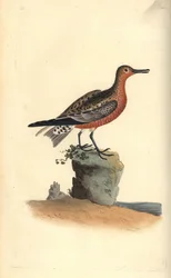 Bécasseau maubèche, Calidris canutus. Gravure à la main en cuivre dessinée et gravée par Edward Donovan de son propre "Histoire naturelle des oiseaux britanniques," Londres