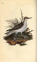 Phalarope à bec large, Phalaropus fulicarius. Gravure à la main en cuivre dessinée et gravée par Edward Donovan de son propre « Histoire naturelle des oiseaux britanniques », Londres