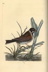 Bruant des roseaux, Emberiza schoeniculus. Gravure à la main en cuivre dessinée et gravée par Edward Donovan de son Histoire naturelle des oiseaux britanniques, Londres
