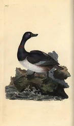 Fuligule à collier, Aythya collaris. Gravure à la main en cuivre dessinée et gravée par Edward Donovan de son Histoire naturelle des oiseaux britanniques, Londres