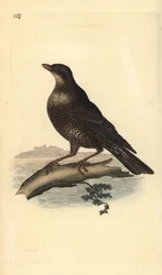 Merle à plastron (femelle), Turdus torquatus. Gravure à la main en cuivre dessinée et gravée par Edward Donovan de son propre « Histoire naturelle des oiseaux britanniques », Londres