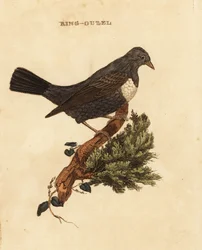 Merle à plastron, Turdus torquatus