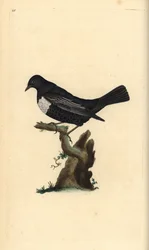Merle à plastron, Turdus torquatus. Gravure à la main en cuivre dessinée et gravée par Edward Donovan de son propre Histoire naturelle des oiseaux britanniques, Londres