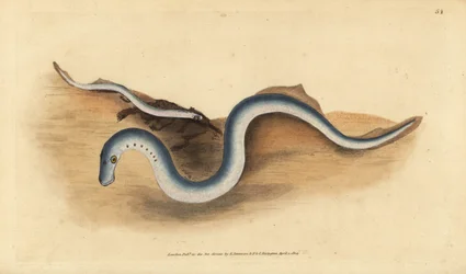Lamproie de rivière, Lampetra fluviatilis. Gravure à la main par Edward Donovan de son Histoire naturelle des poissons britanniques