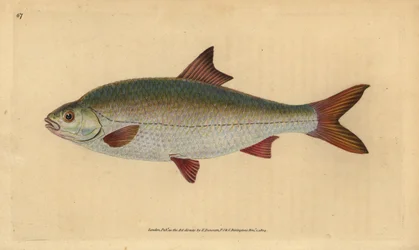 Gardon, Rutilus rutilus (Cyprinus ritulus). Gravure sur cuivre coloriée à la main dessinée et gravée par Edward Donovan de son « Histoire naturelle des poissons britanniques », Donovan et F.C. et J. Rivington, Londres