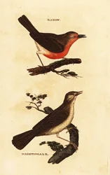 Rouge-gorge familier, Erithacus rubecula, et rossignol philomèle, Luscinia megarhynchos