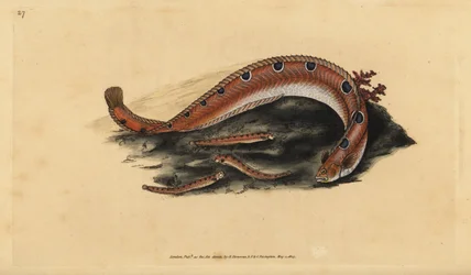 Gunnelle, Pholis gunnellus (Blennie tachetée ou poisson beurre, Blennius gunnellus). Gravure à la main en cuivre dessinée et gravée par Edward Donovan de son Histoire naturelle des poissons britanniques, Donovan et F.C. et J. Rivington, Londres