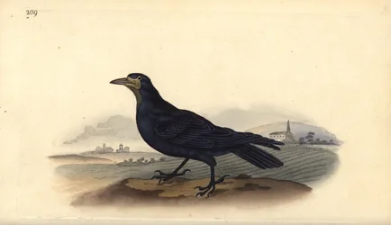Corbeau freux, Corvus frugilegus