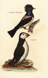 Étourneau roselin, Pastor roseus, et macareux moine, Fratercula arctica