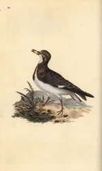 Tournepierre à collier, Arenaria interpres