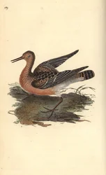 Combattant varié, Philomachus pugnax, femelle. Gravure sur cuivre colorée à la main tirée de l